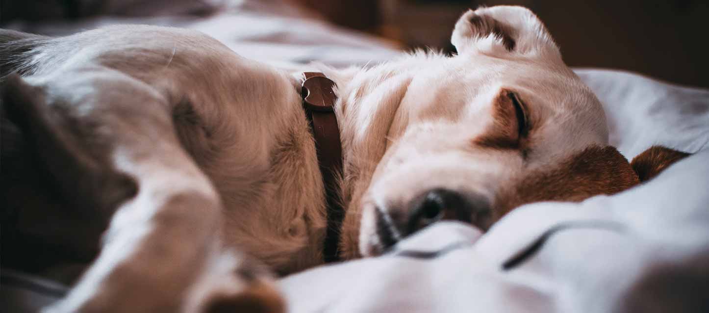 Dormir-con-tu-mascota Dormir-con-tu-mascota