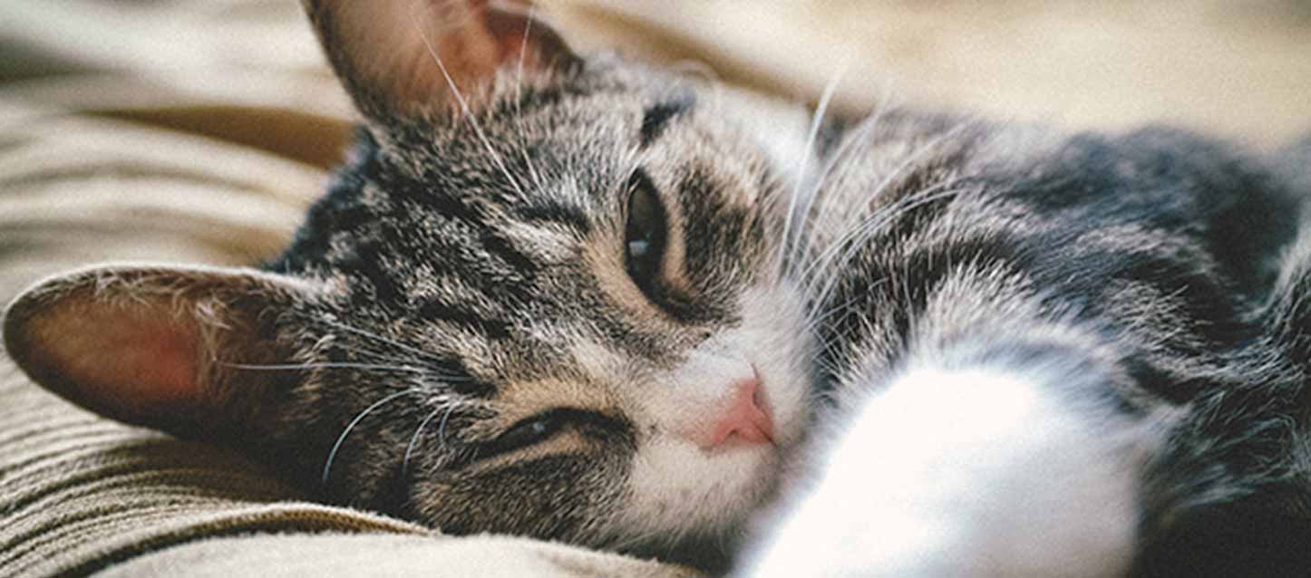 descanso-gatos dormir con un gato