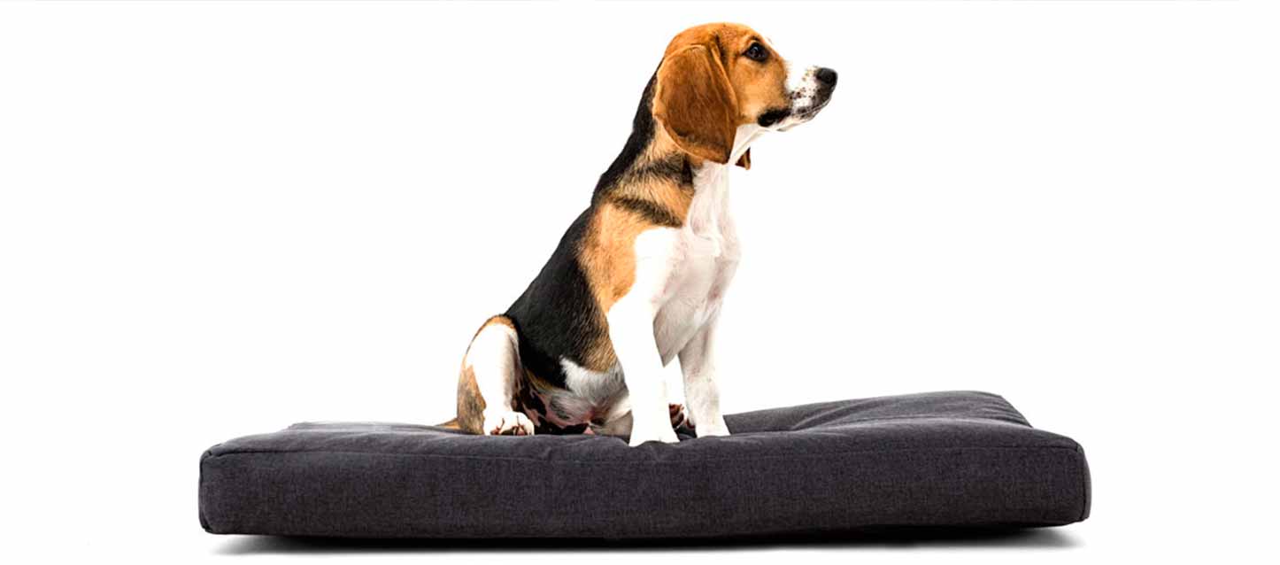 cama para perros
