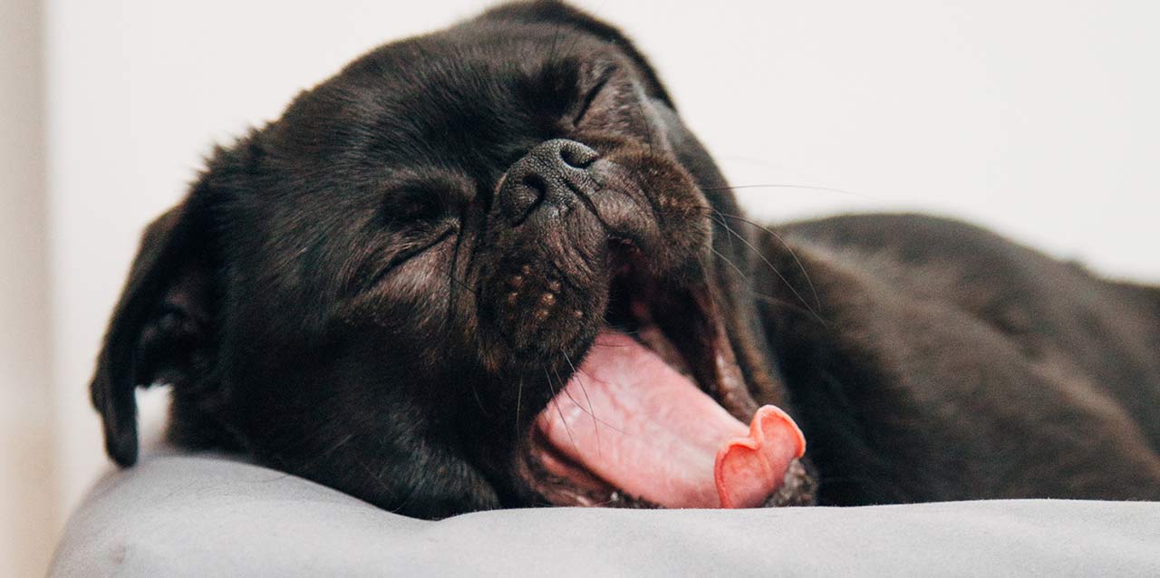perro bostezando
