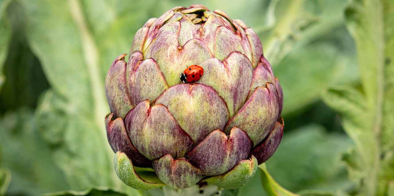 mariquita en alcachofa