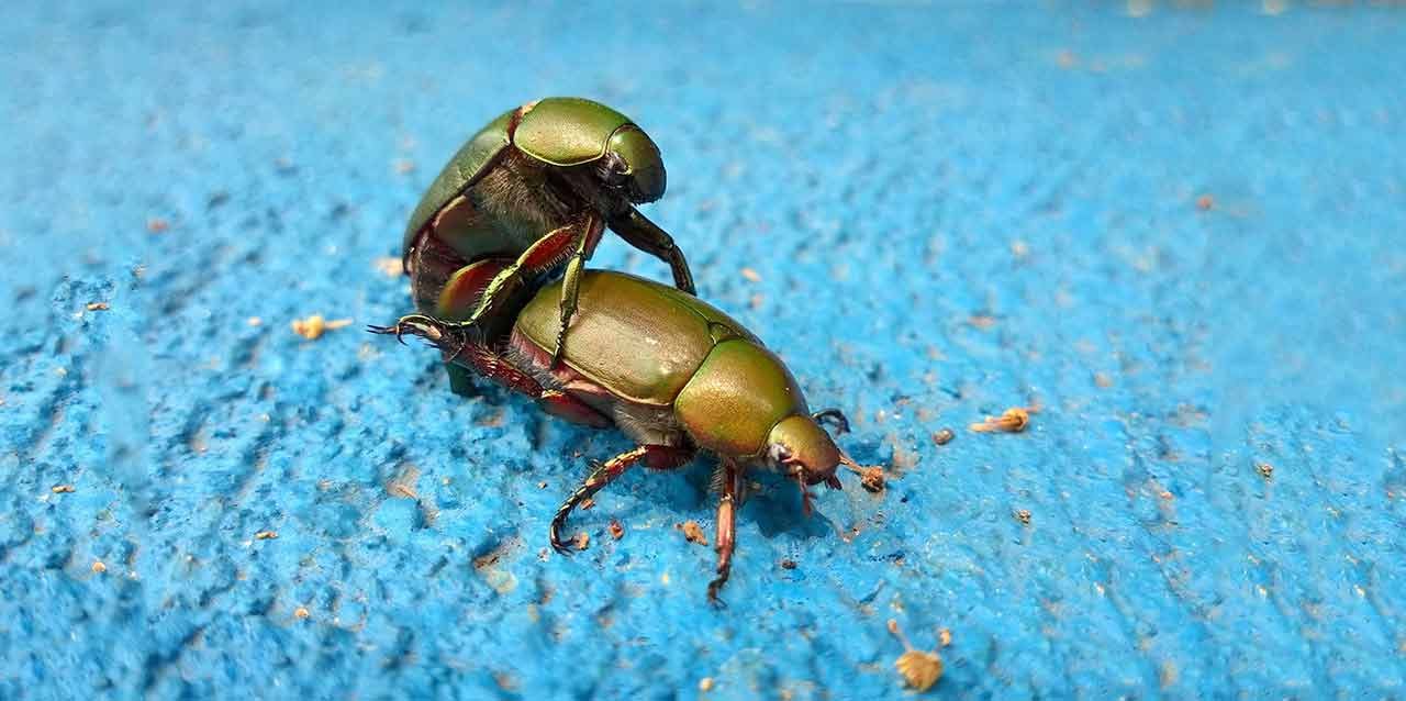 cucarachas reproduciéndose