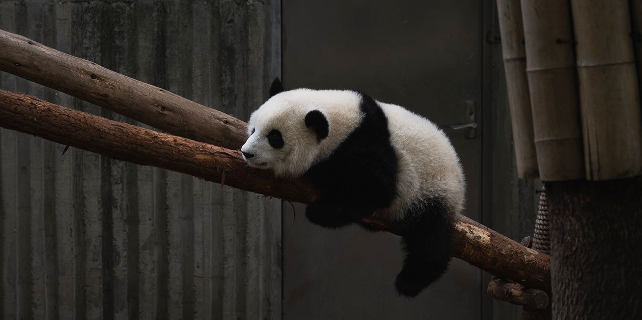 oso panda colgado de ramas oso panda colgado de ramas