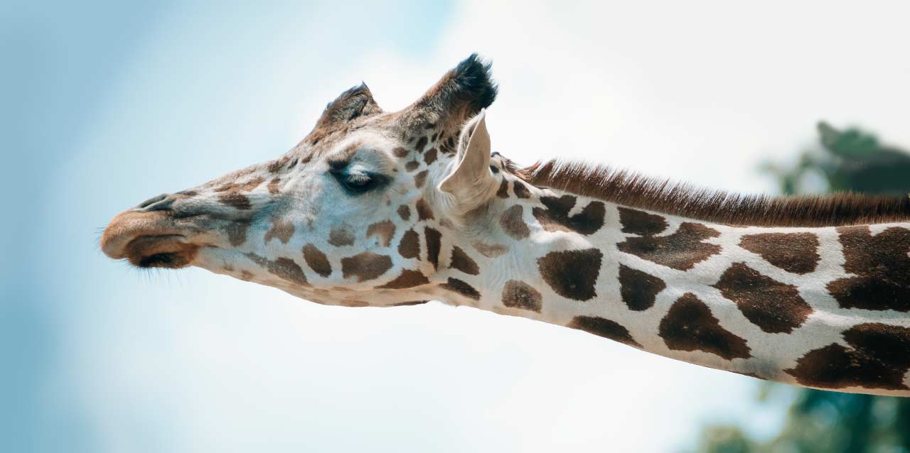 dormir jirafa