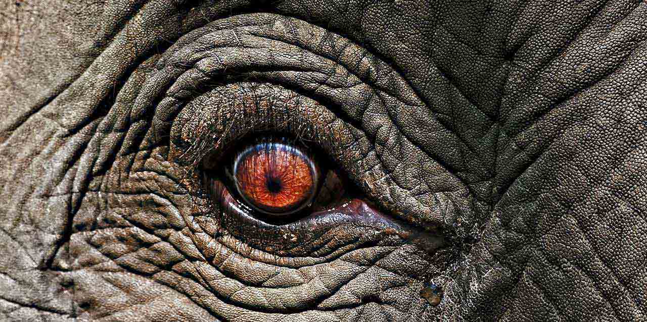 ojo de elefante ojo de elefante