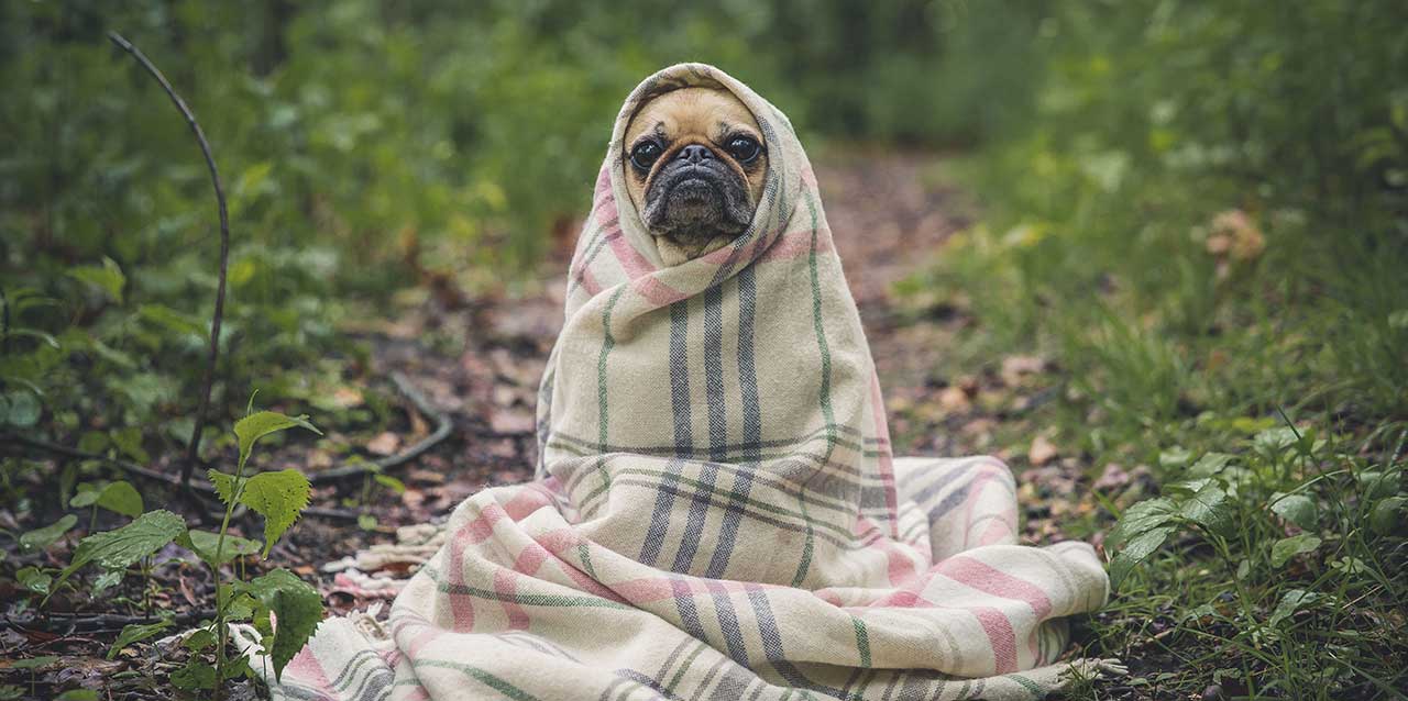 Perro en campo tapado con manta Perro en campo tapado con manta