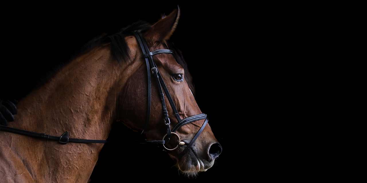caballo marrón sobre fondo negro