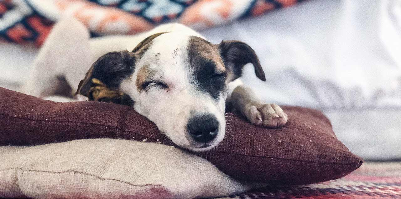 perro durmiendo en cojín perro durmiendo en cojín
