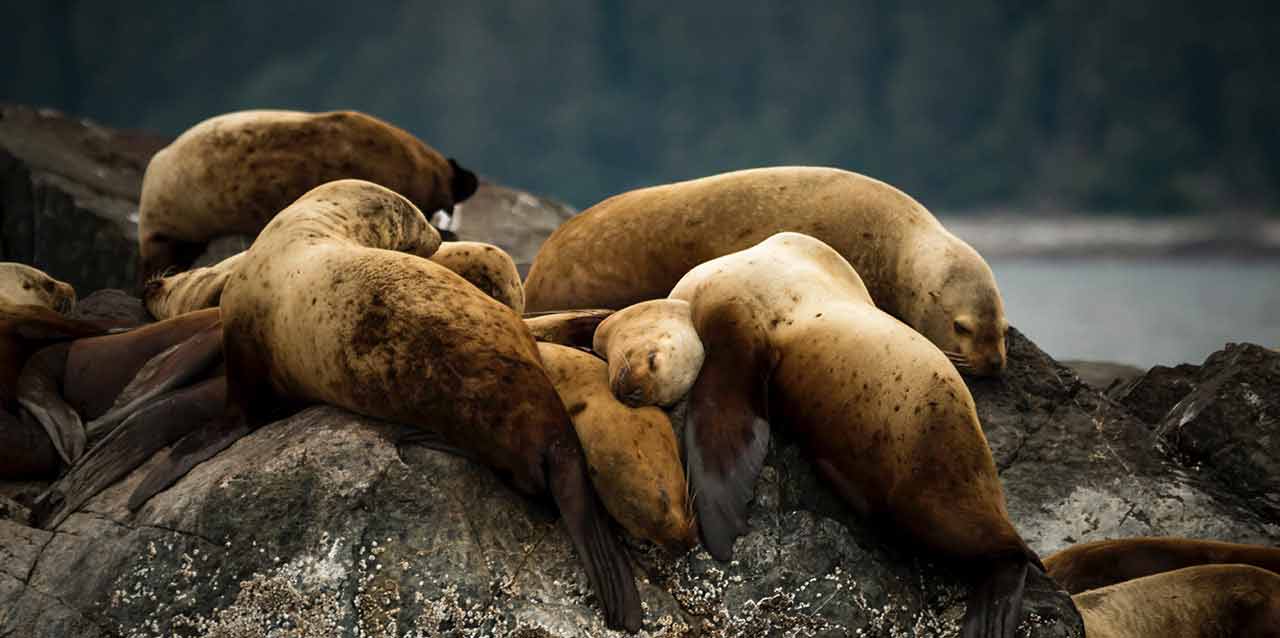 focas tumbadas en rocas focas tumbadas en rocas