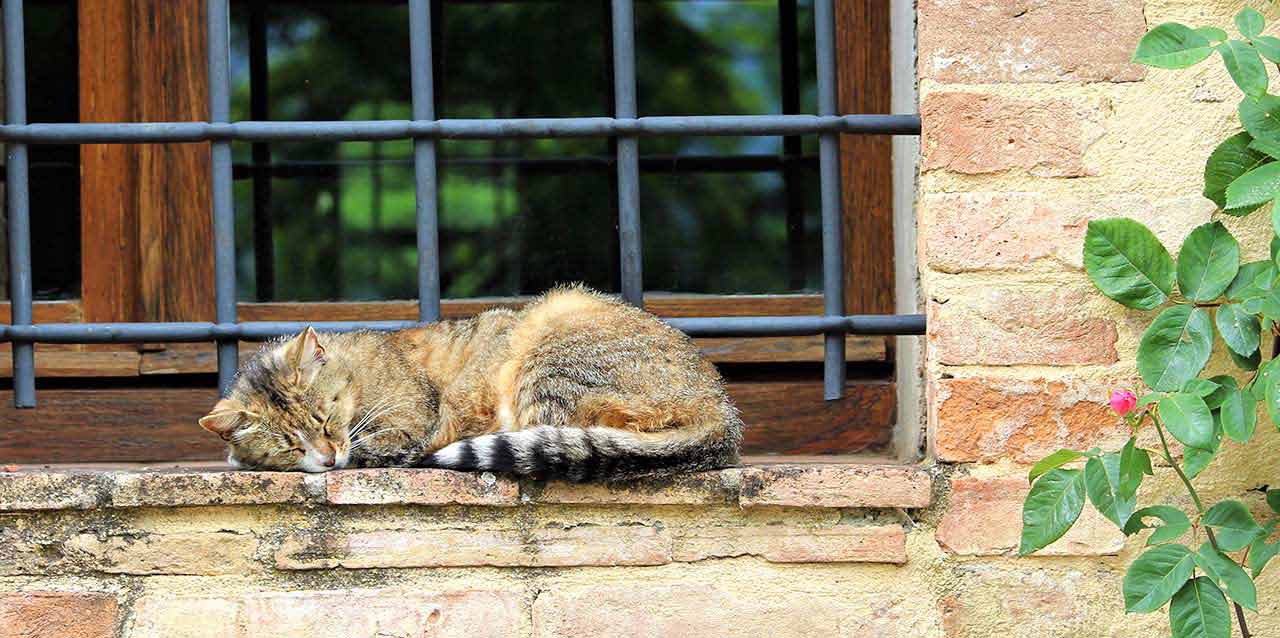 gato durmiendo en cornisa de ventana