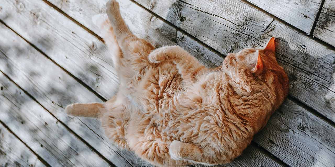 5-trucos-infalibles-para-dormir-en-primavera gato tumbado bocarriba