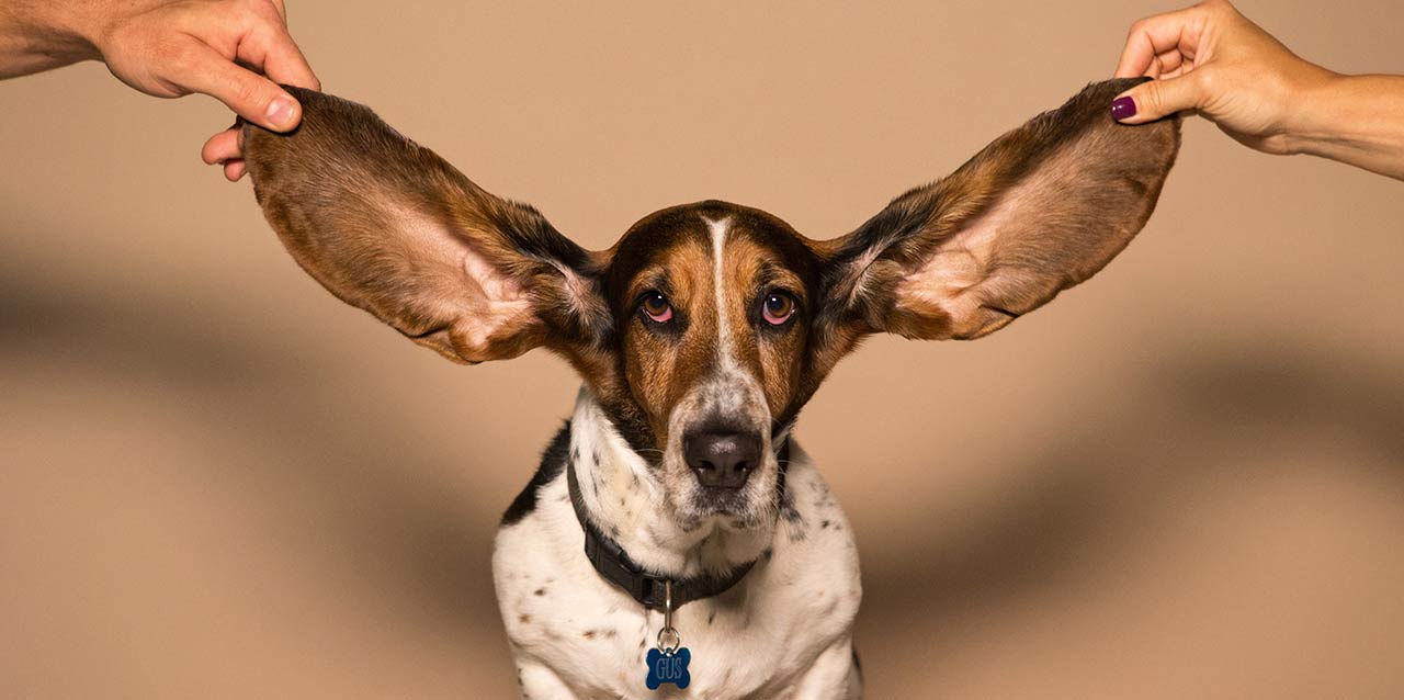 Odio-despertarme-con-dolor-de-oreja perro con orejas gigantes
