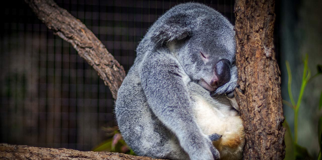 Koala dormido koala durmiendo entre ramas