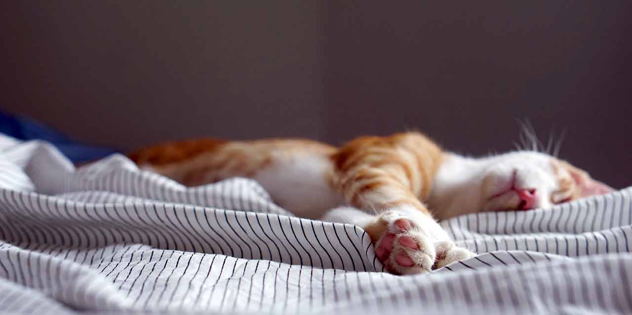 gato durmiendo en colchón para mascotas