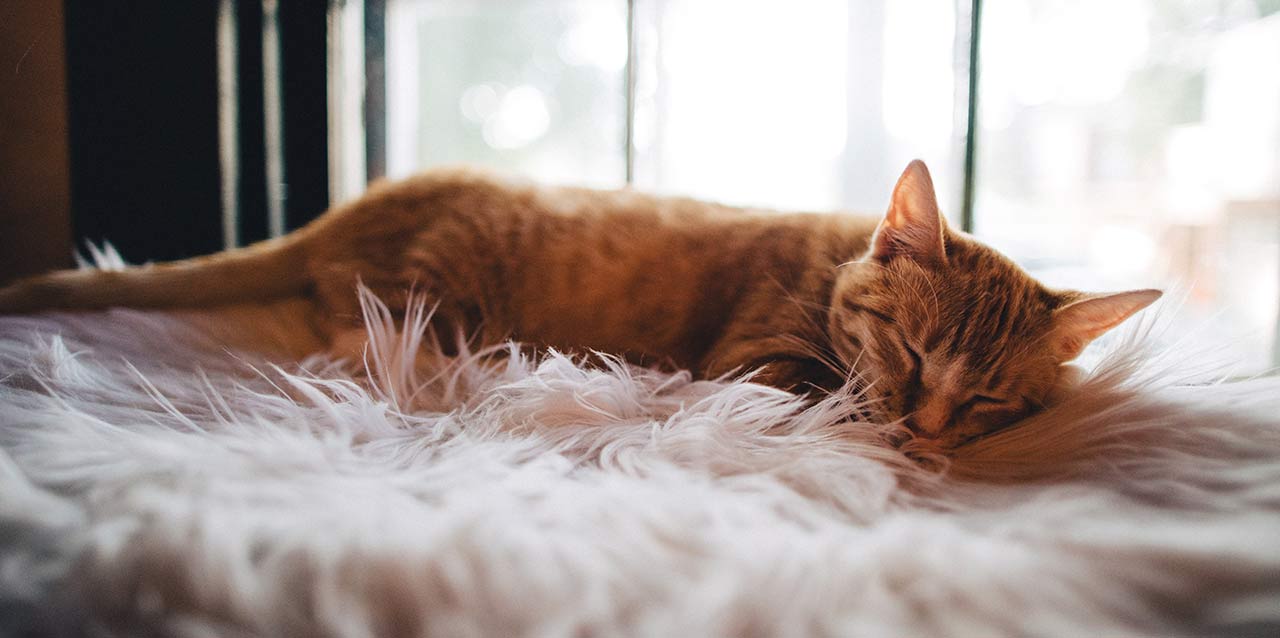 gato durmiendo en mana de pelos gato durmiendo en mana de pelos