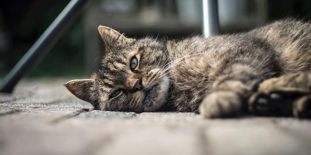 gato descansando con los ojos abiertos gato descansando con los ojos abiertos