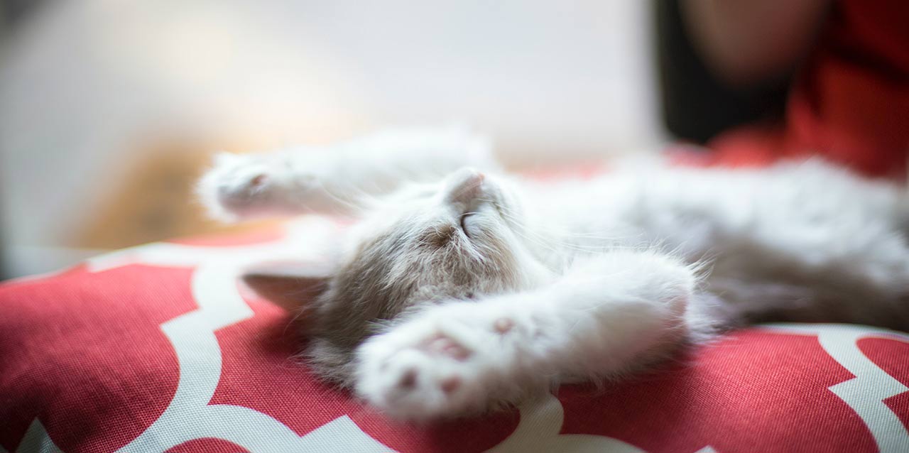 cachorro de gato desperezándose