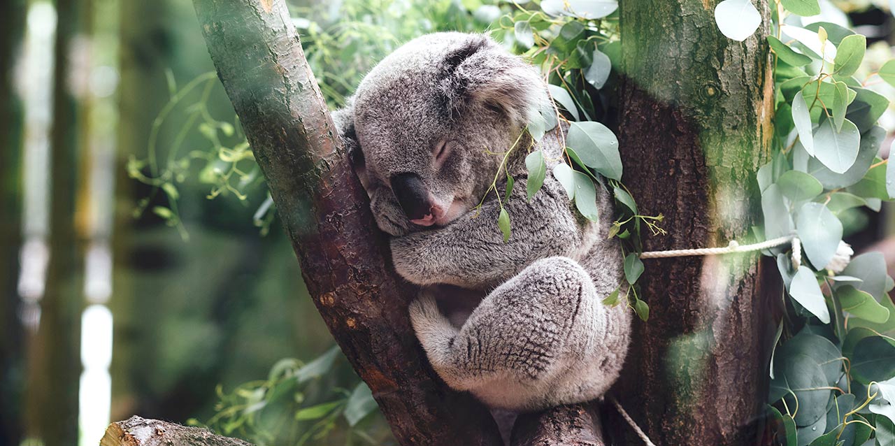 koala durmiendo en árbol koala durmiendo en árbol