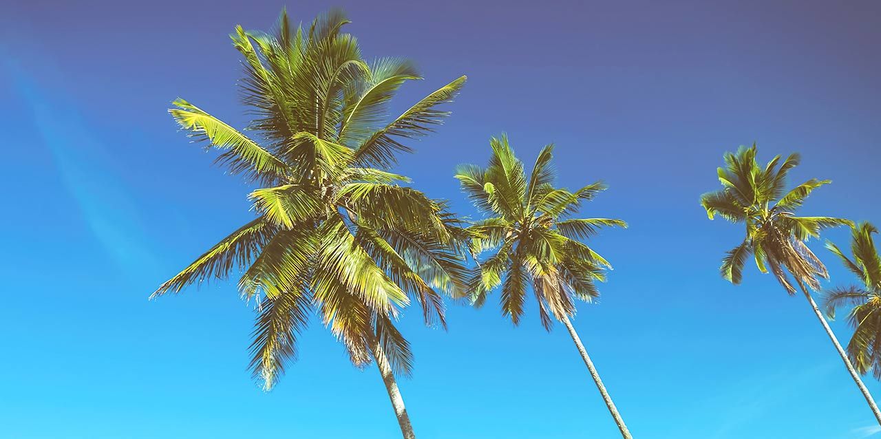 palmeras con cielo de fondo palmeras con cielo de fondo
