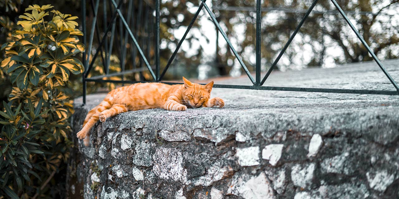 gato desperezándose