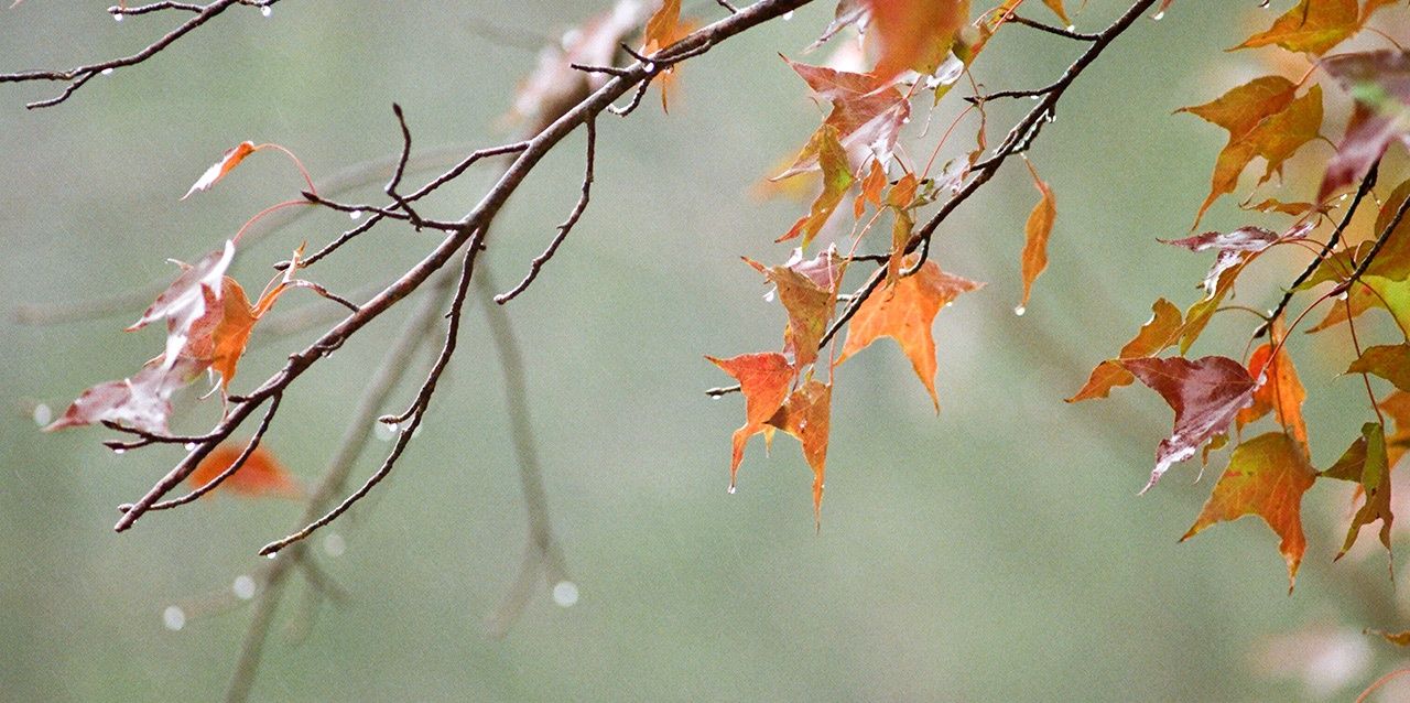 hojas de otoño en rama