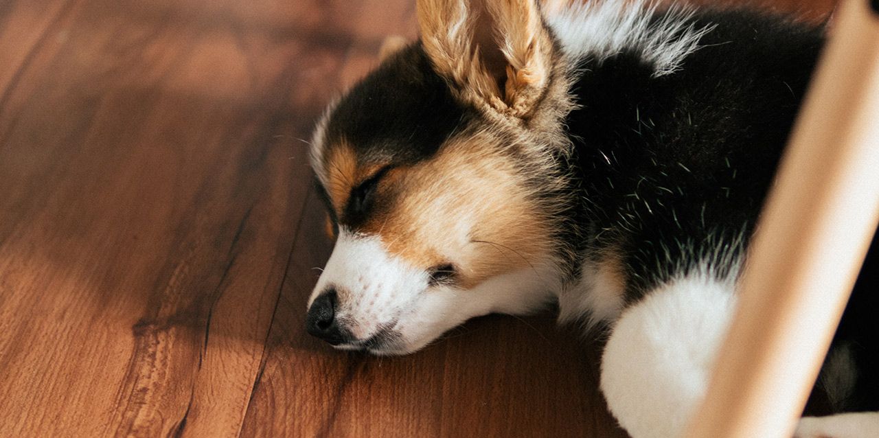cachorro de perro durmiendo