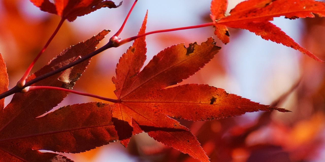 Hoja roja otoño Hoja roja otoño