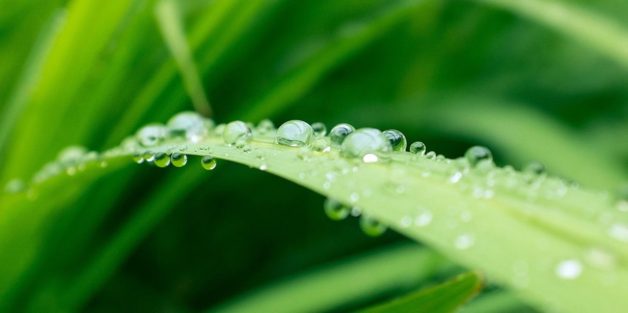Hoja con gotas de agua Hoja con gotas de agua