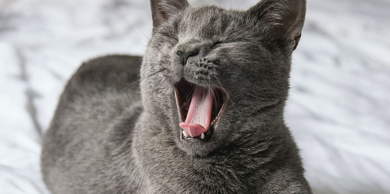 gato bostezando
