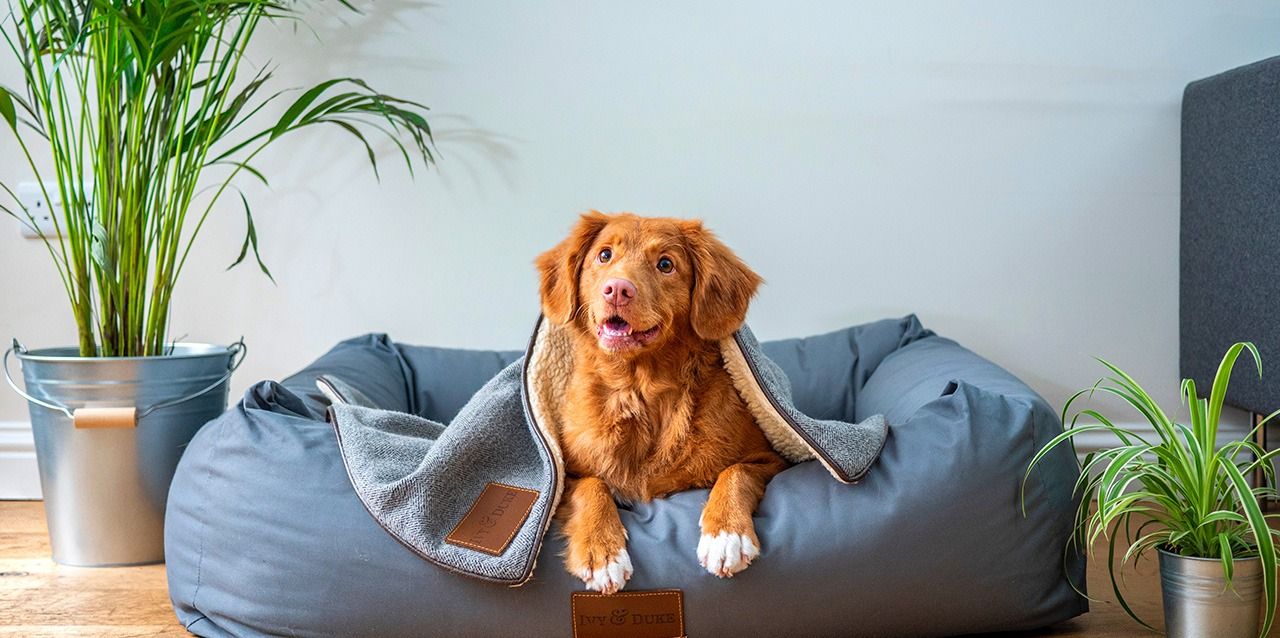 colchón para perros colchón para perros
