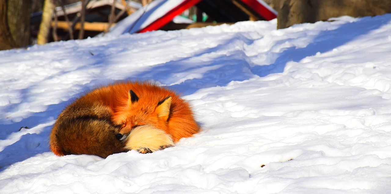 zorro en nieve zorro en nieve