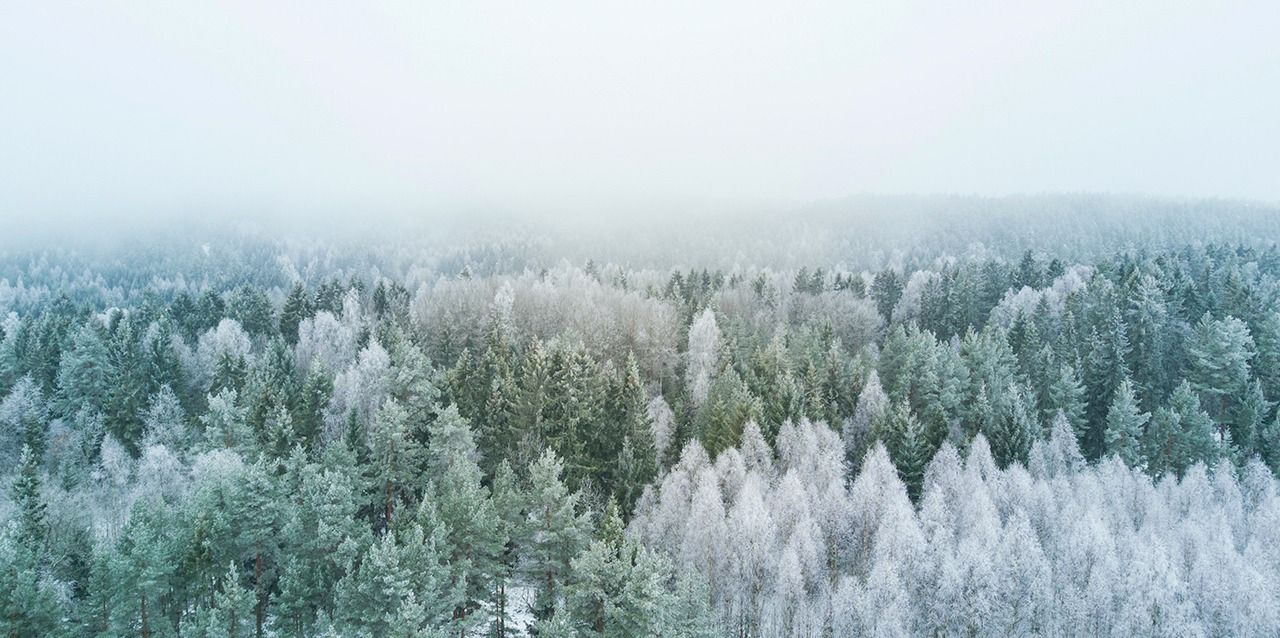Tundra Tundra