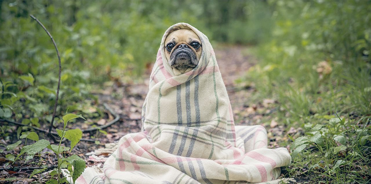 Perro con manta