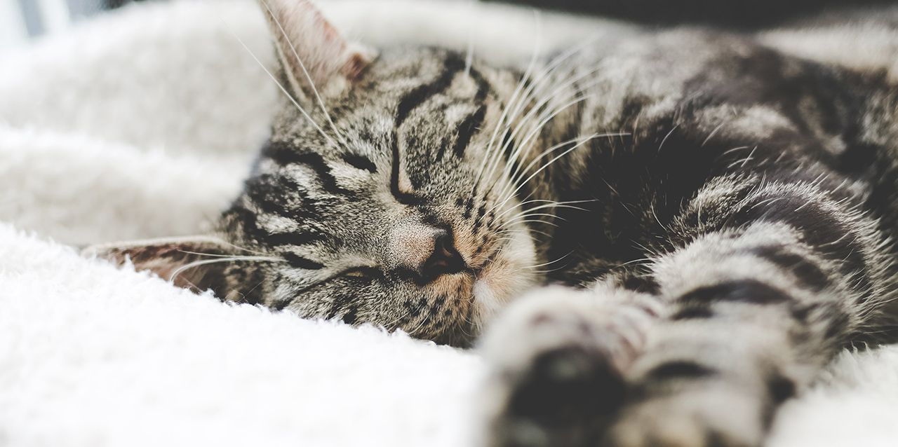 Gato durmiendo