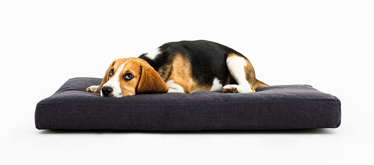 colchones para perros