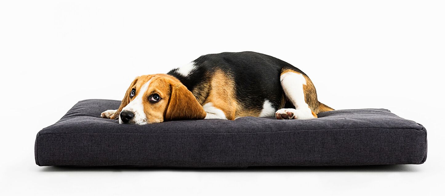 La mejor cama para perros grandes y pequeños