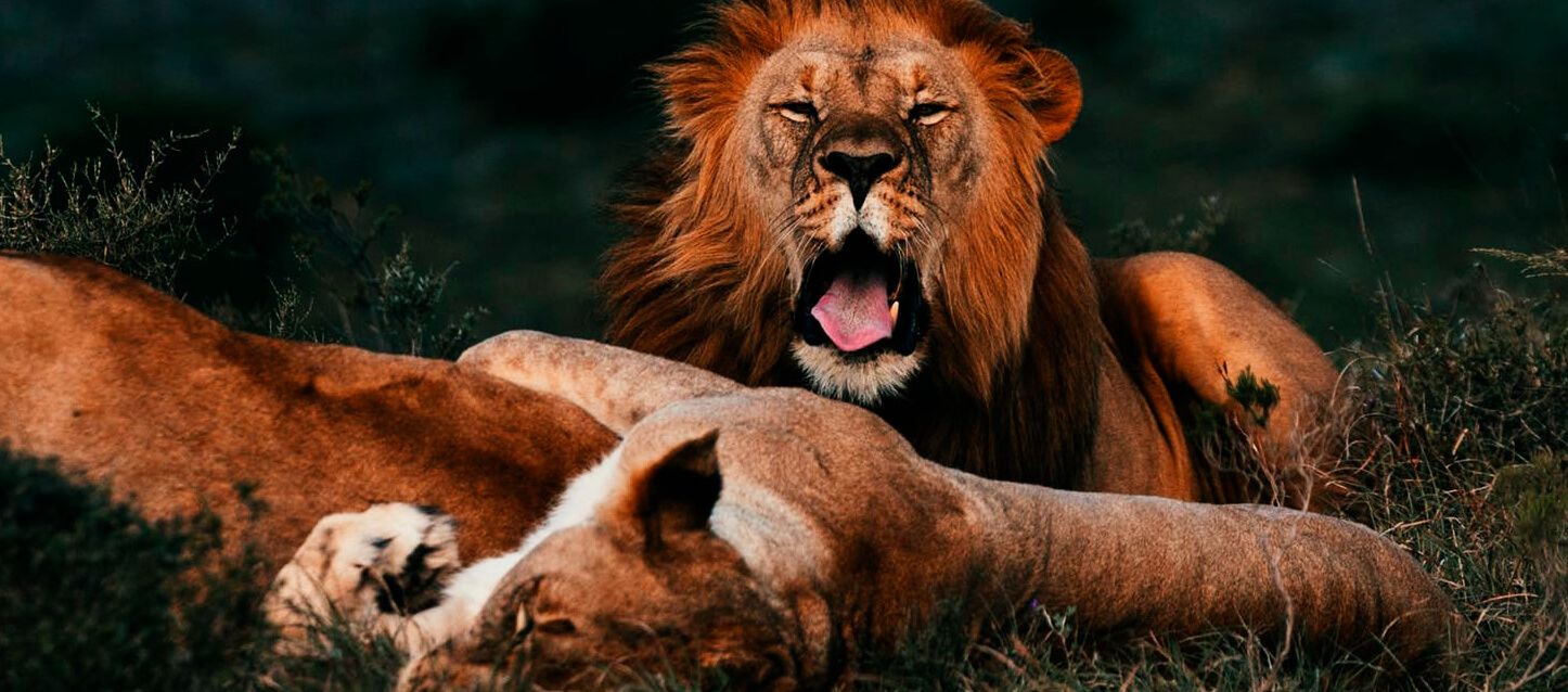 Cómo duerme Leo