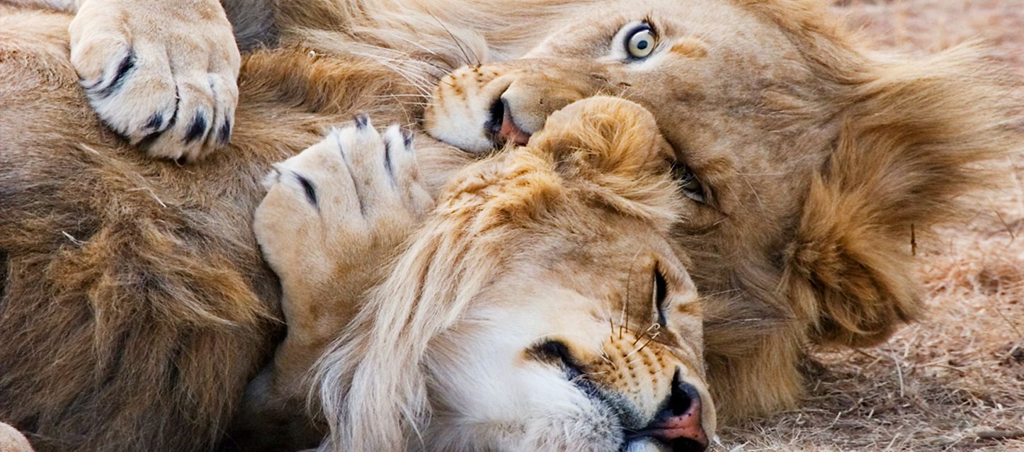 Descubre cómo es Leo en la cama