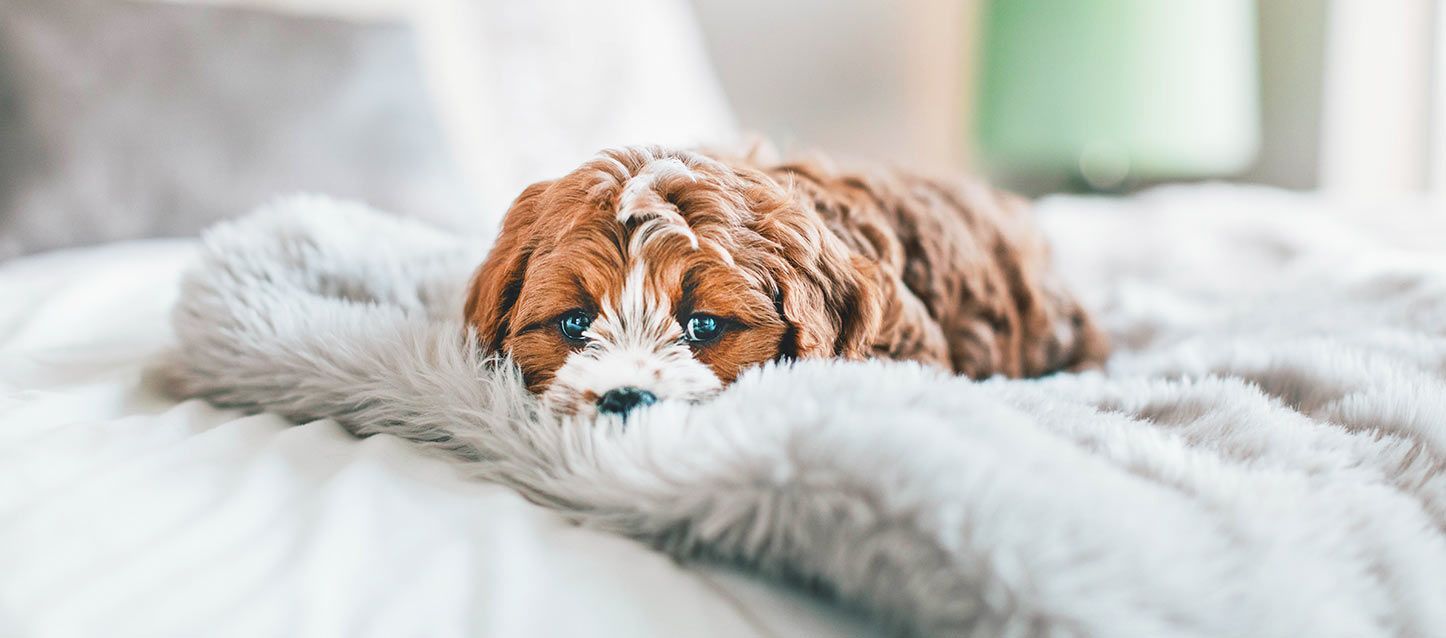 cavapoo marron con el morro blanco tumbado sobre una manta en la cama
