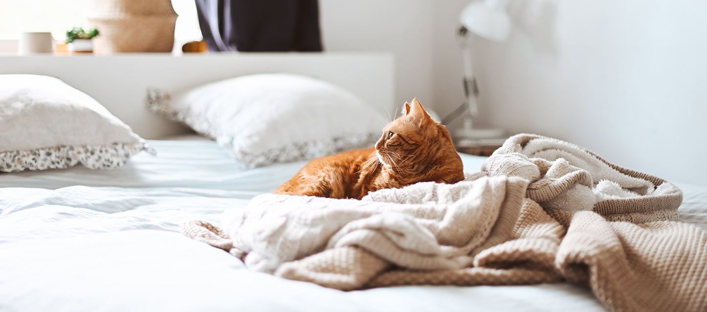 Mi gato no me deja dormir gato anaranjado encima de una manta en la cama