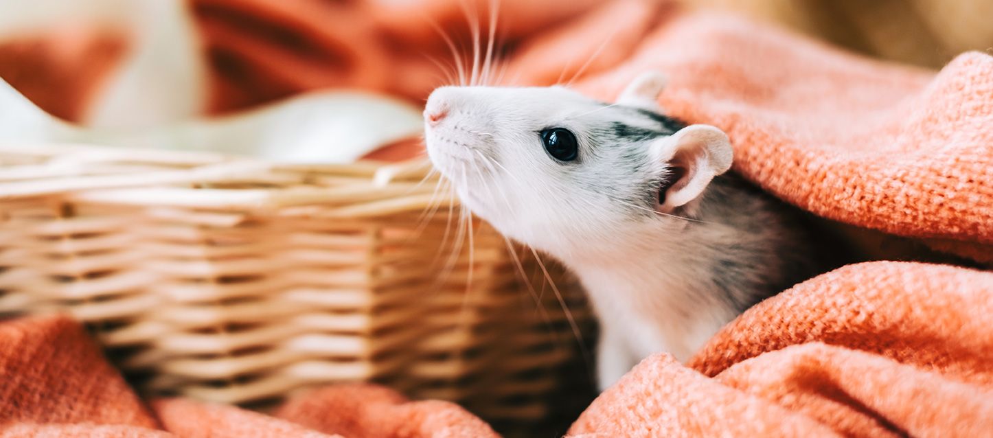 Soñar con ratas Soñar con ratas, una rata entre los pliegues de una manta roja