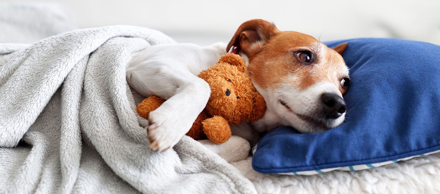 Los animales tienen pesadillas perro de raza Jack Russel Terrier metido en una cama con almohada, tapado con edredon y cogiendo un osito de peluche