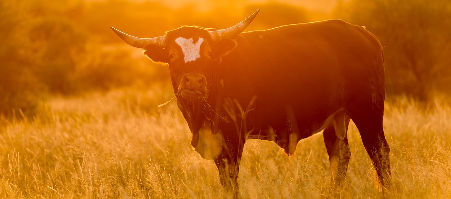soñar con toros toro negro con mancha blanca en la frente pastando en el campo