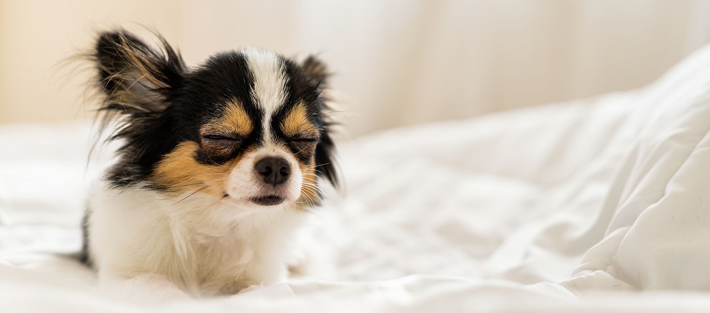 quitar el pelo del perro de la cama chihuahua dormido sobre cama con edredon blanco