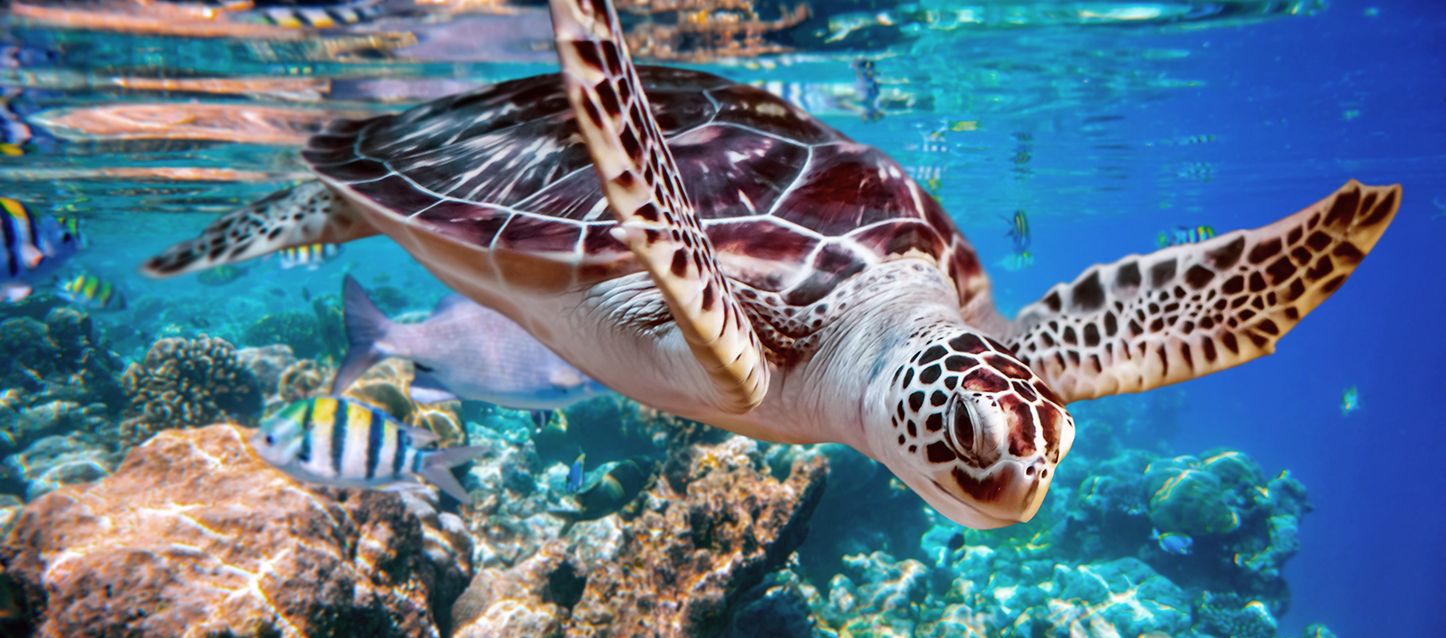 blog-1 tortuga de caparazón marrón nadando en el mar entre algunos peces
