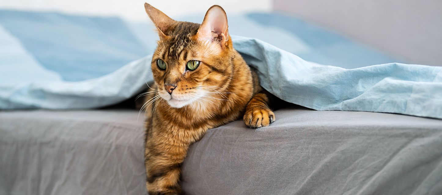 gato anaranjado en el borde de la cama tapado con una sábana