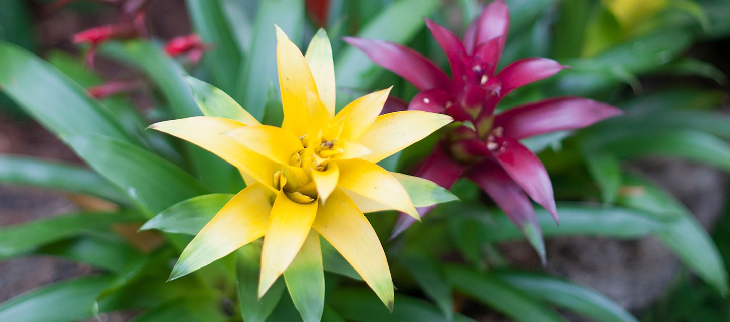 blog-1 planta con una flor amarilla y otra morada en paraje natural