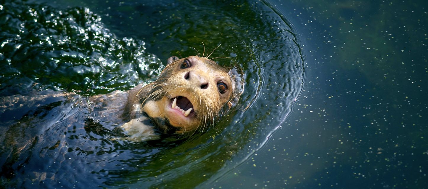 nutria nadando boca arriba en un rio