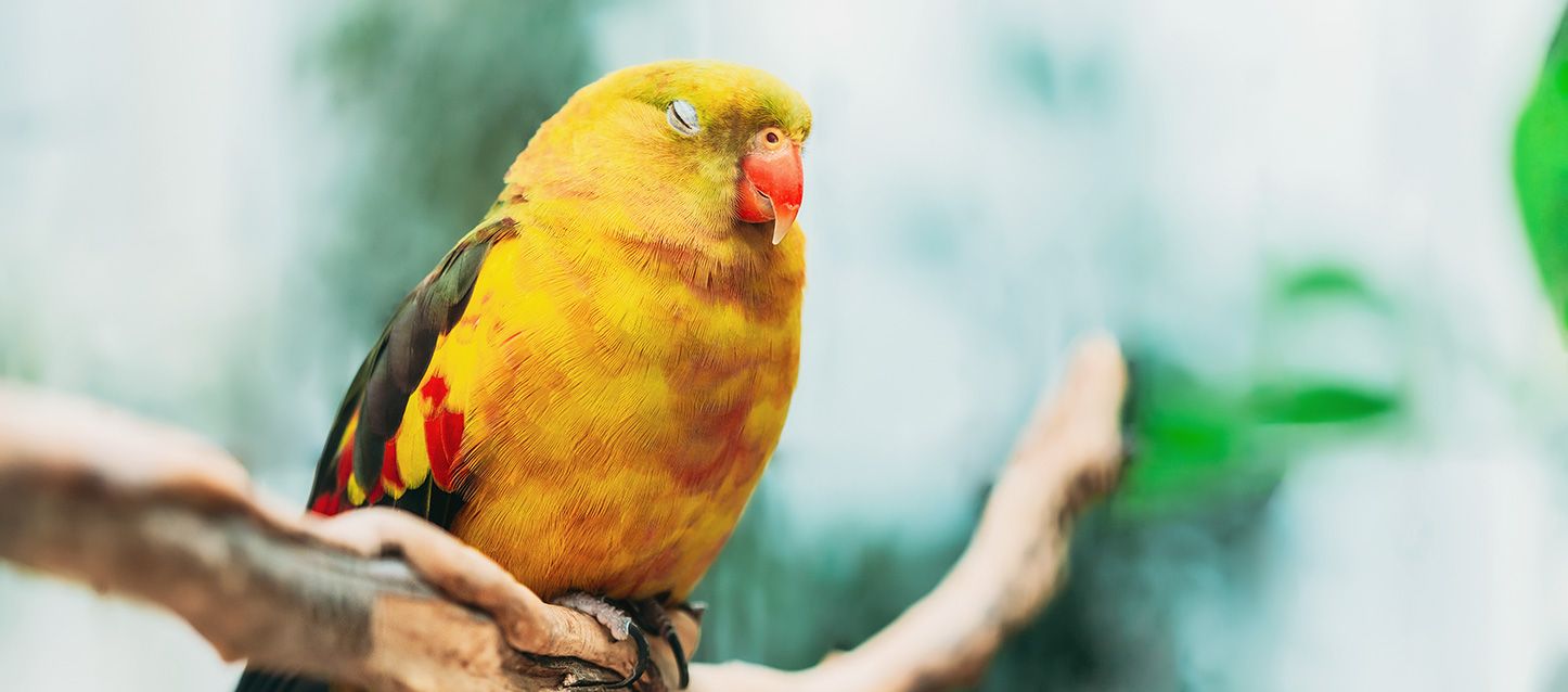 Loro regente de colores vivos durmiendo en la rama de un árbol