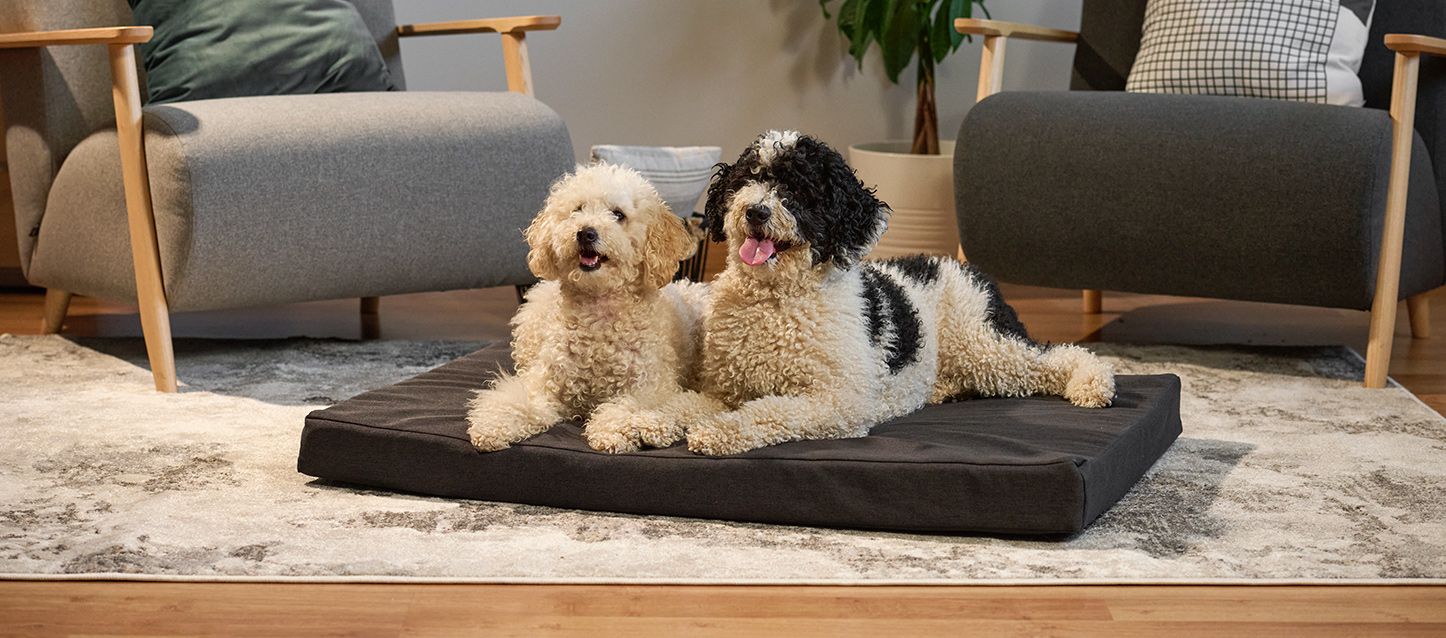 Soñar con Perros: Qué Significa y Cómo Interpretarlo